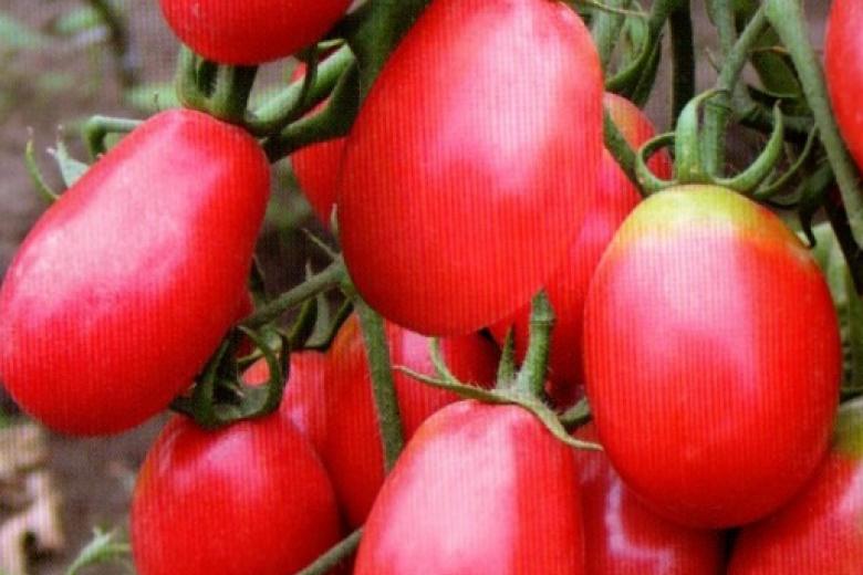 Описание сорта томата баттерфляй, его характеристика и урожайность – дачные дела