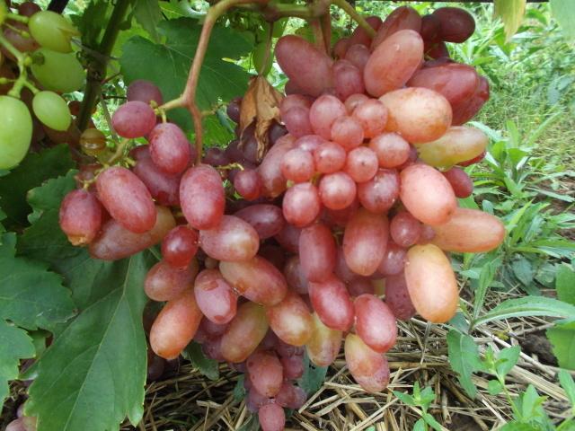 Виноград сенсация: описание сорта с характеристикой и отзывами, особенности посадки и выращивания, фото