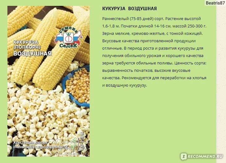 Сахарная кукуруза: технология выращивания, лучшие сорта, схема посадки