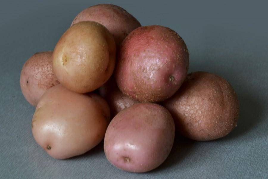 Картофель рамона: отзывы и фото, описание и характеристика голландского сорта, особенности агротехники, посадка, удобрение, урожайность