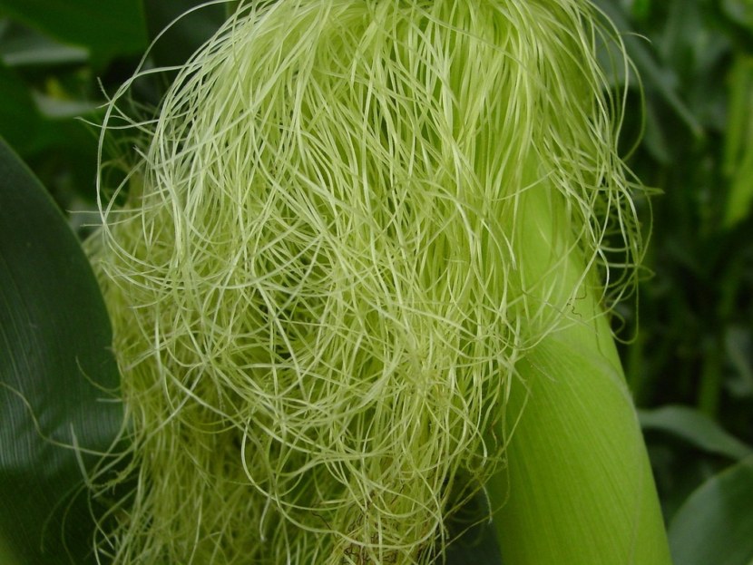 Кукурузные рыльца (45 фото): лечебные свойства и противопоказания, применения полезных столбиков кукурузы для похудения, отзывы