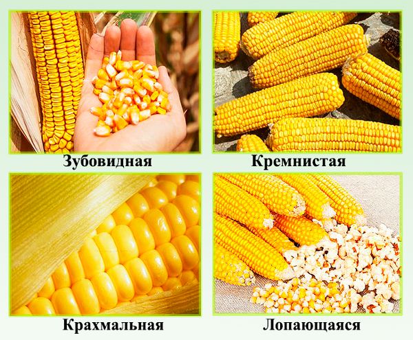 Советы как отличить кормовую кукурузу от пищевой: фото, разница во вкусовых качествах, составе и сферах применения, лайфхаки для определения разновидности
