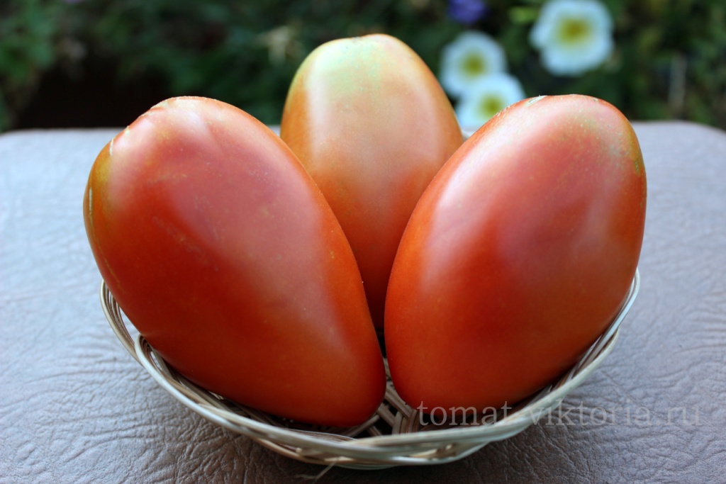 Вас порадует сладкий, нежный вкус плодов — томат «королевский пингвин»: описание сорта