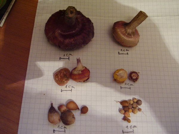 Размножение гладиолусов делением луковицы