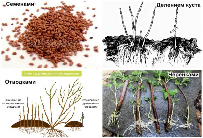 Черная смородина: выбор сорта, агротехника выращивания, посадка и уход за кустами