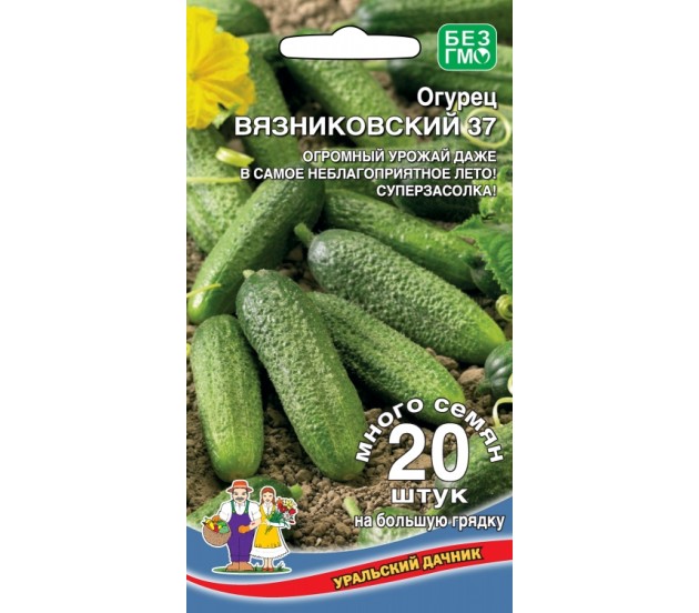 Стойкий малыш для свежих салатов и солений — огурец вязниковский 37: описание и характеристика сорта