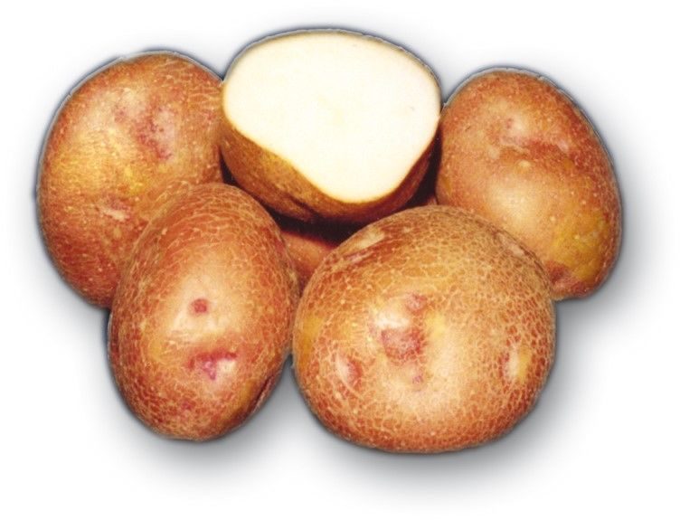 Сорт картофеля красавчик, описание, фото, характеристика и отзывы, а также особенности выращивания