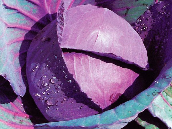 Почему у капусты фиолетовые листья