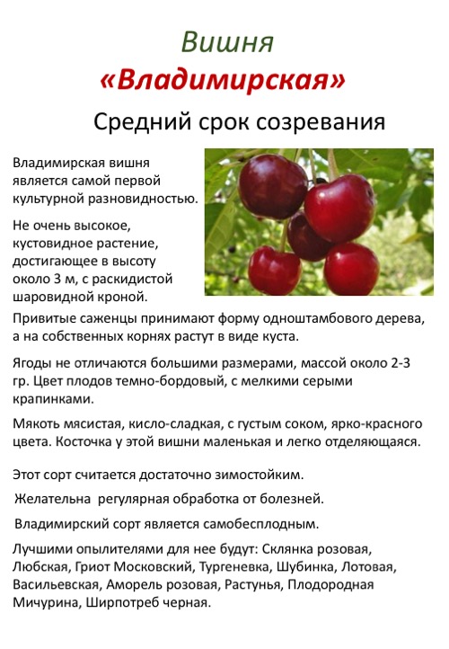 Вишня малиновка: описание сорта и характеристики, регионы для выращивания