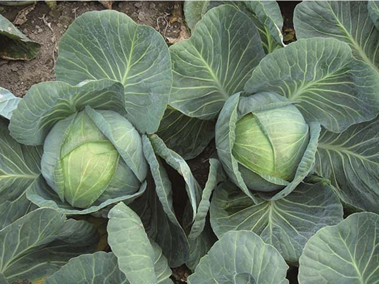 Капуста ринда f1: описание сорта, особенности выращивания, когда сеять семена, отзывы, фото