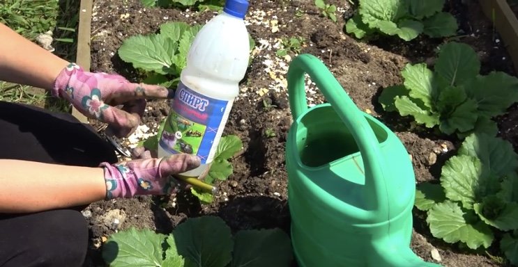 Нашатырный спирт: применение на огороде и в саду. подкормка растений, защита от вредителей и болезней