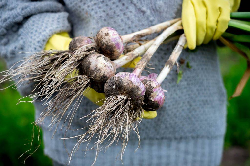 Когда убирать зимний чеснок: примерные сроки, признаки созревания овоща