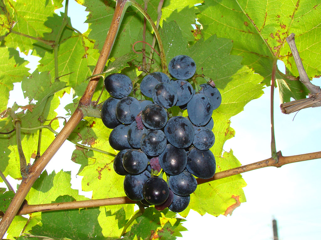 Описание винограда коринка русская - агрономы