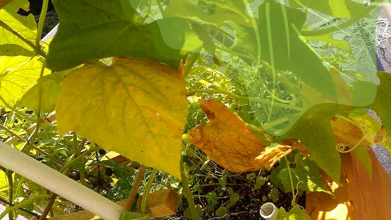 Почему у огурцов на подоконнике сохнут листья: что делать и чем лечить