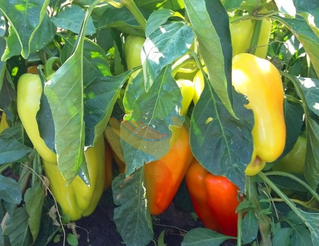 Сорт перца «фламенко»: фото и описание, агротехника выращивания