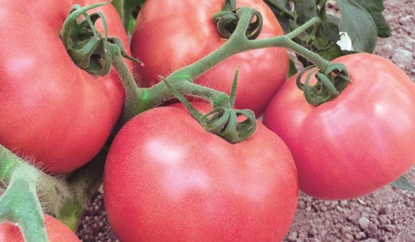 Урожайность и особенности выращивания сортов томатов Розовый фламинго