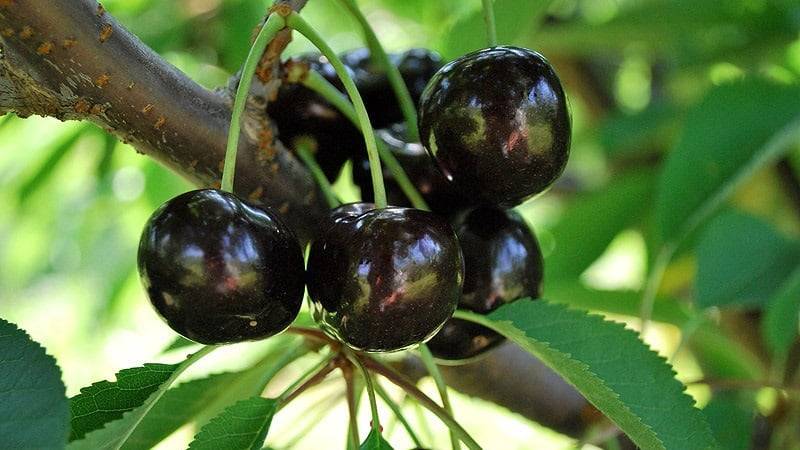 Описание и характеристики вишни сорта малиновка, лучшие регионы для выращивания