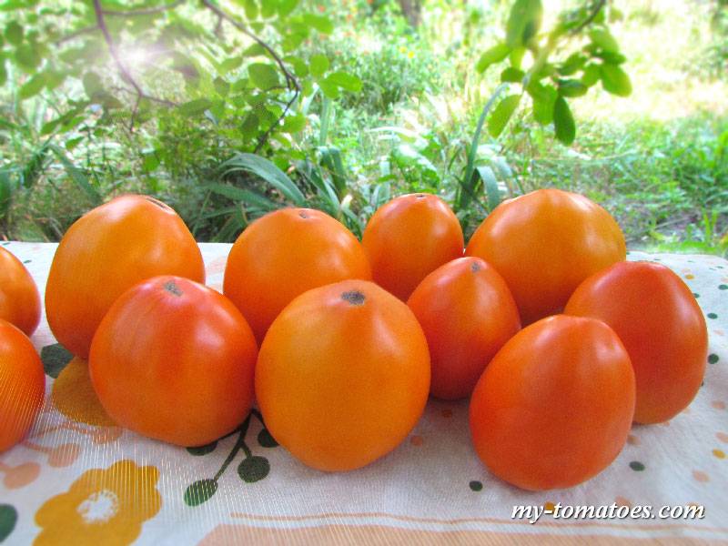 Томат "желтая шапочка", а также "оранжевая" : выращивание и уход, подробное описание сорта русский фермер