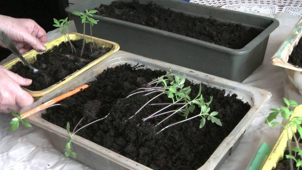 Переросла рассада помидоров – что делать, как спасти растения, если высаживать рано, видео