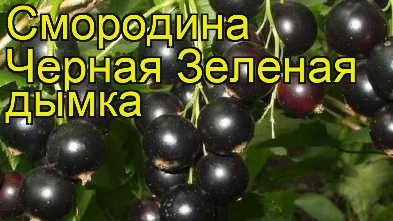 15 лучших сортов чёрной смородины. список с названиями, описаниями и фото — ботаничка.ru