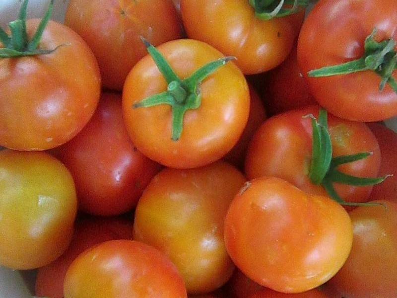 Сорт томат «розовая катя f1»: описание, отзывы, фото, урожайность