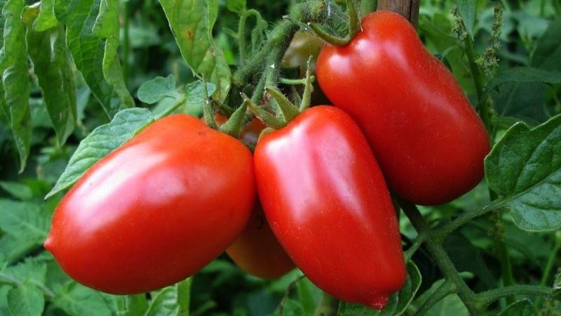 Описание томат сорта топтыжка, его характеристики и выращивание – дачные дела