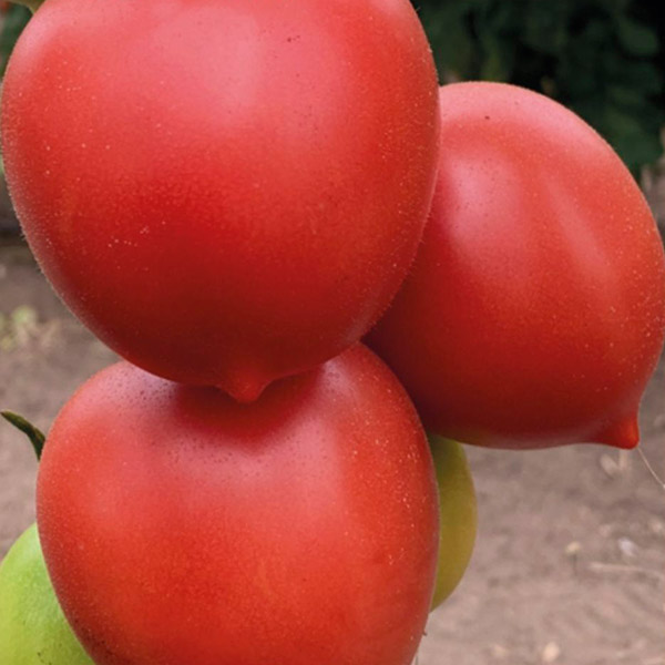 Описание сорта томата сызранская пипочка, выращивание и уход – дачные дела