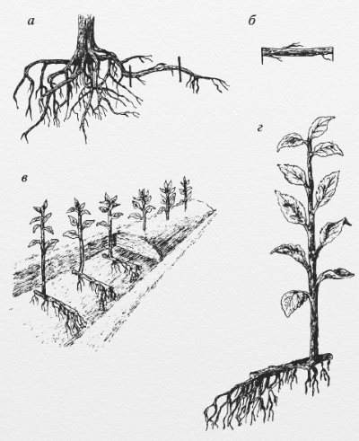 Войлочная вишня посадка и уход, выращивание, фото сортов их размножение, болезни и удобрения