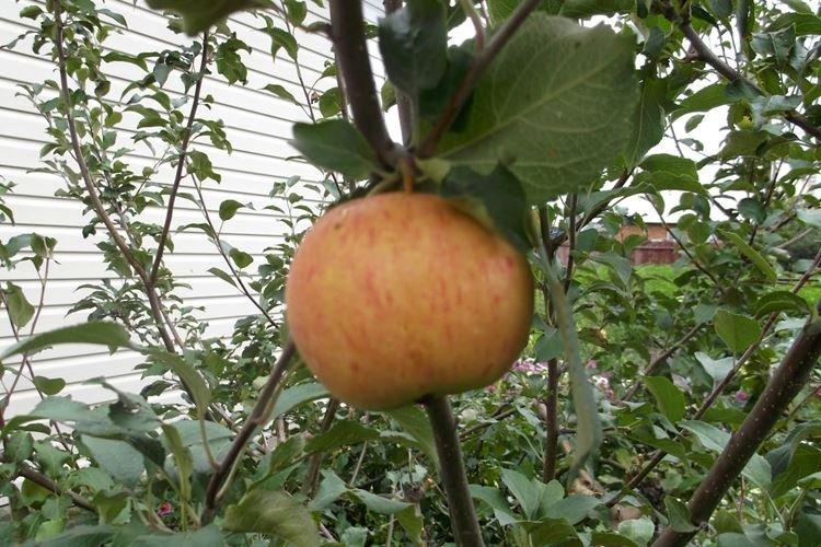Медуница, подробности о выращивании яблони и описание ее характеристик