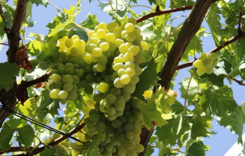Виноград велес: описание сорта с характеристикой и отзывами, особенности посадки и выращивания, фото
