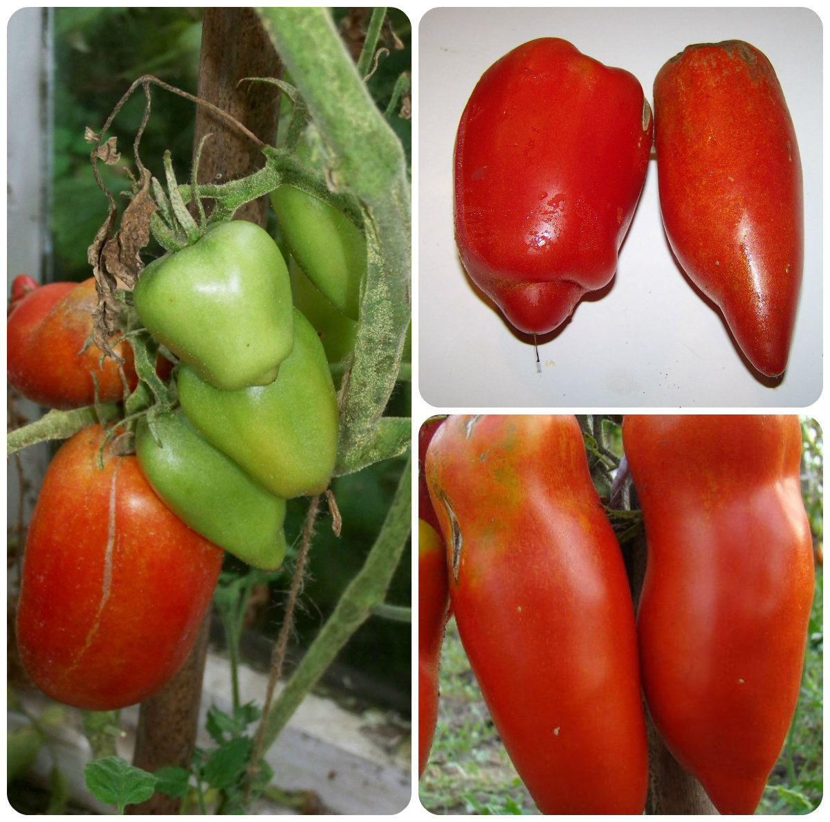 Томат корнабель f1: отзывы огородников о его выращивании и фото урожая, описание сорта помидоров и нюансы ухода