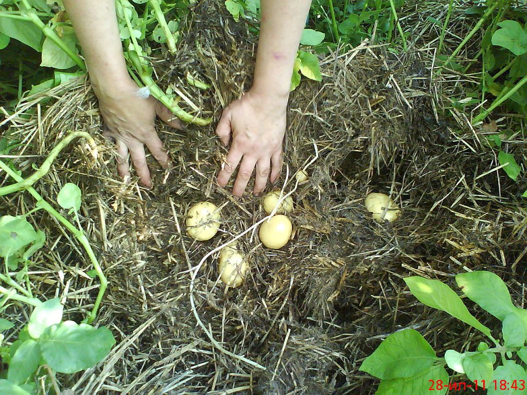 Особенности выращивания картофеля под укрытием из сена или соломы