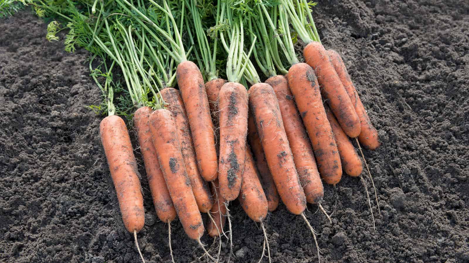 Описание сорта моркови абако и выращивание из семян