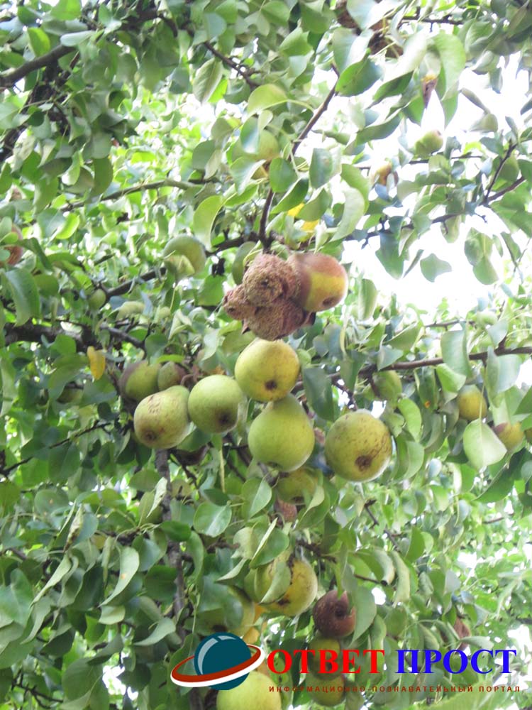 Почему опадают завязи у яблони и груши - журнал садовода ryazanameli.ru