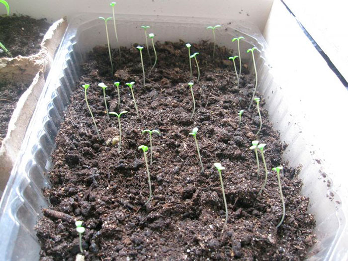 Как выращивать хризантемы из семян?