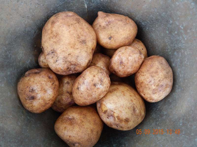 Необычный окрас и устойчивый иммунитет — картофель «синеглазка». характеристики сорта и описание картошки с фотографиями