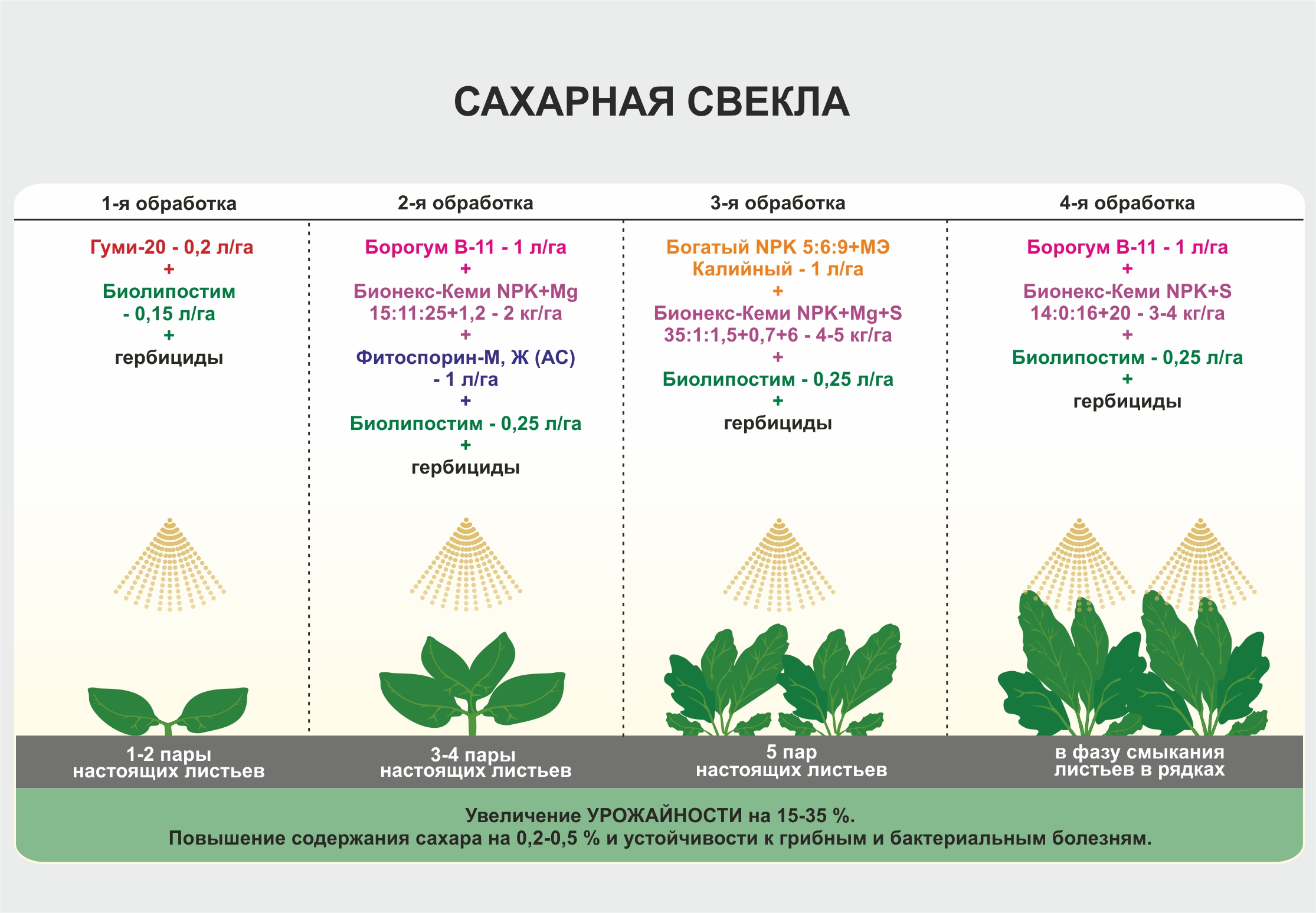 Схема посева кормовой свеклы