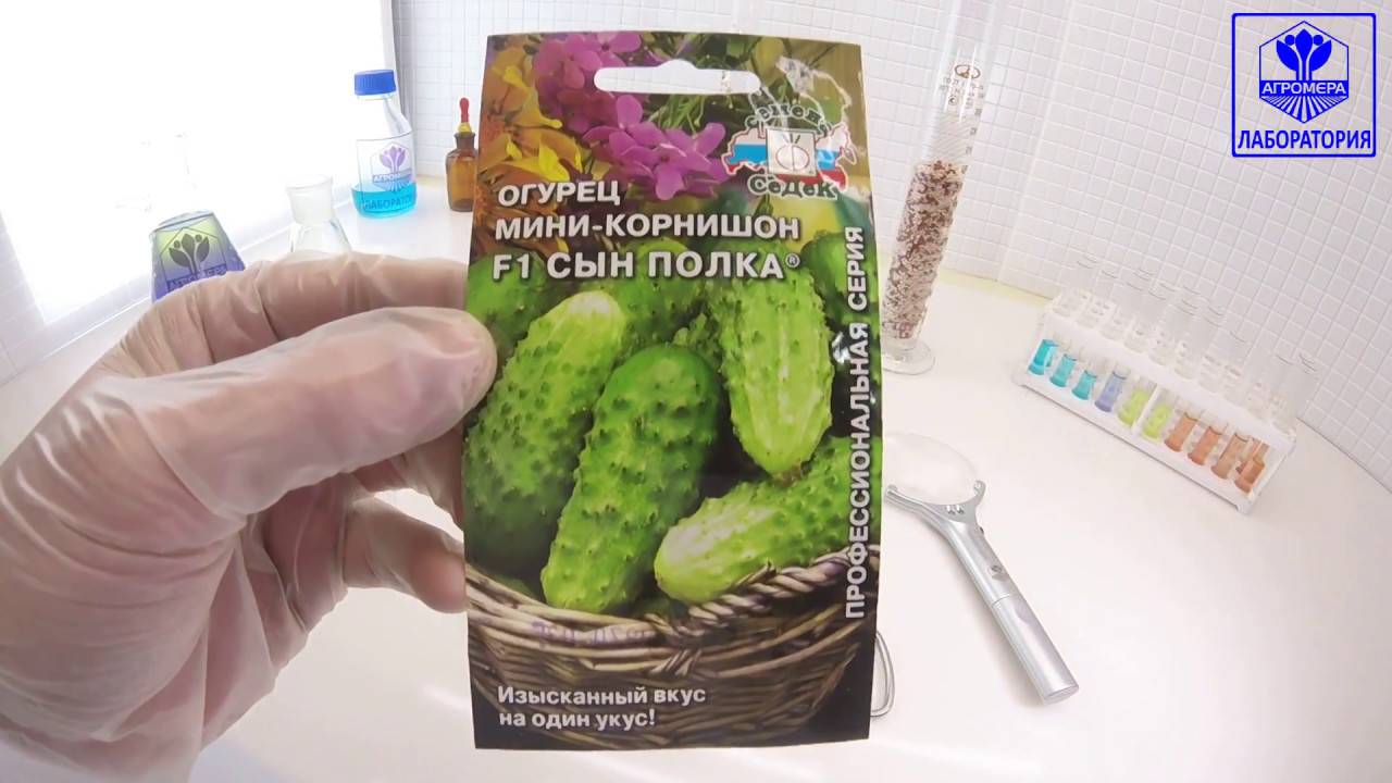 Особенности выращивания огурцов рассадой на supersadovnik.ru