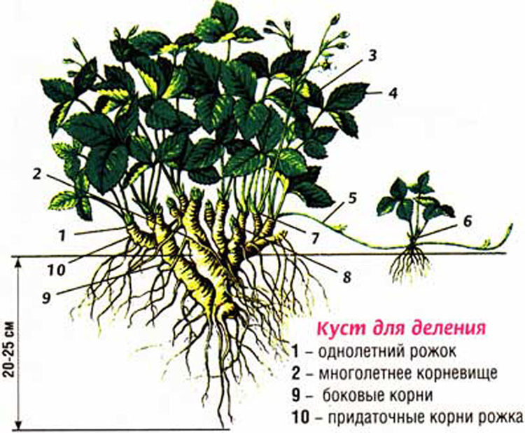 Строение куста ежевики рисунок с подписями