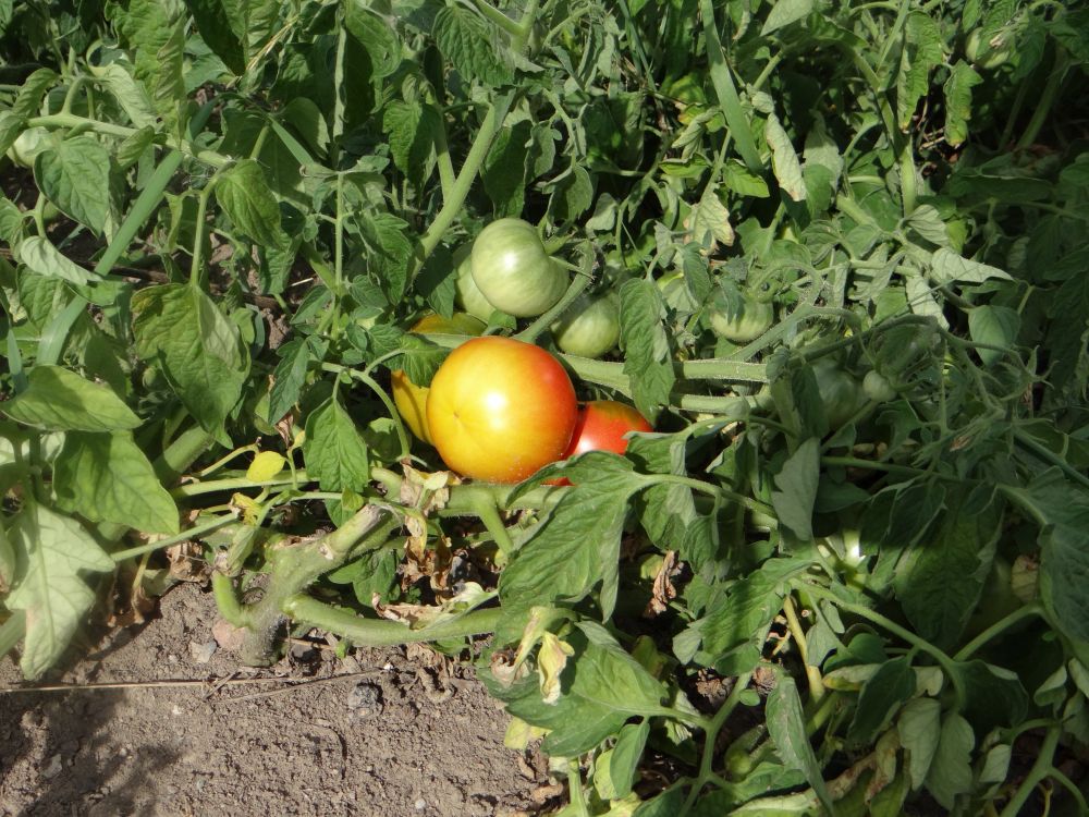 Томат лабрадор: характеристика и описание сорта, урожайность с фото