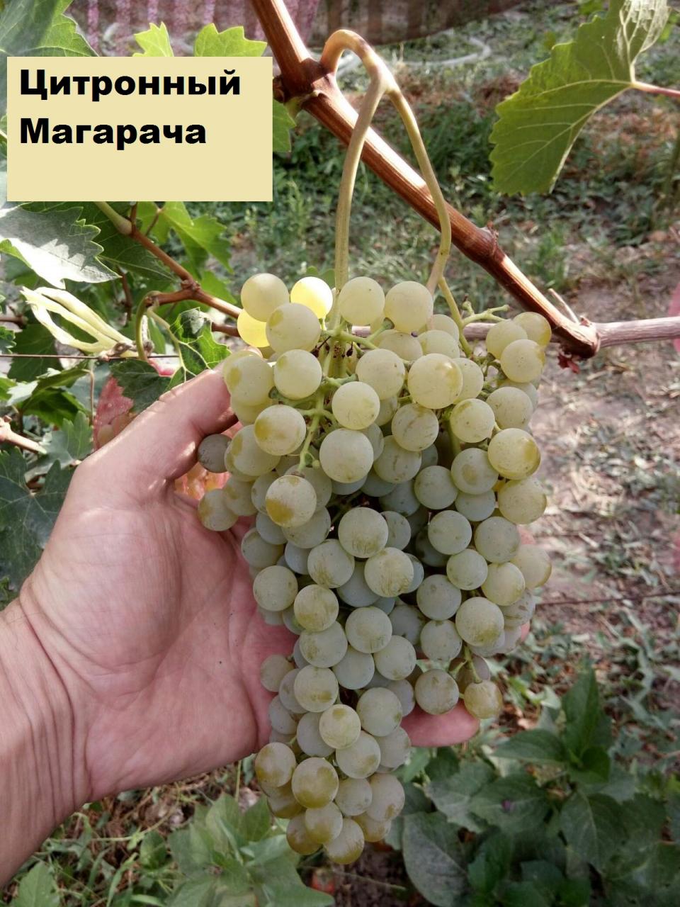 Описание и технология выращивания винограда сорта Цитронный Магарача
