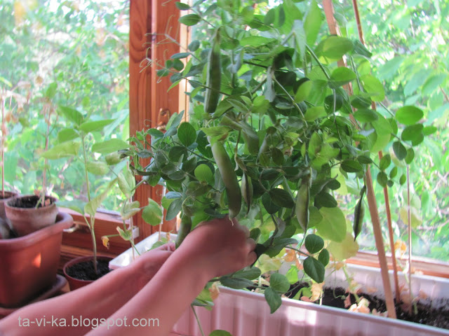 Как обустроить огород на балконе — свежие овощи круглый год