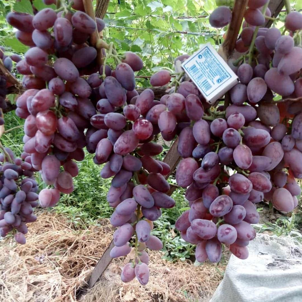 Виноград плодовый Байконур