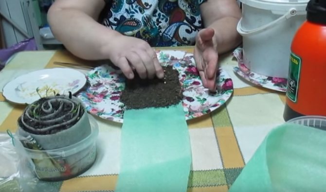 Выращивание рассады в улитках. как правильно сделать улитку для рассады?