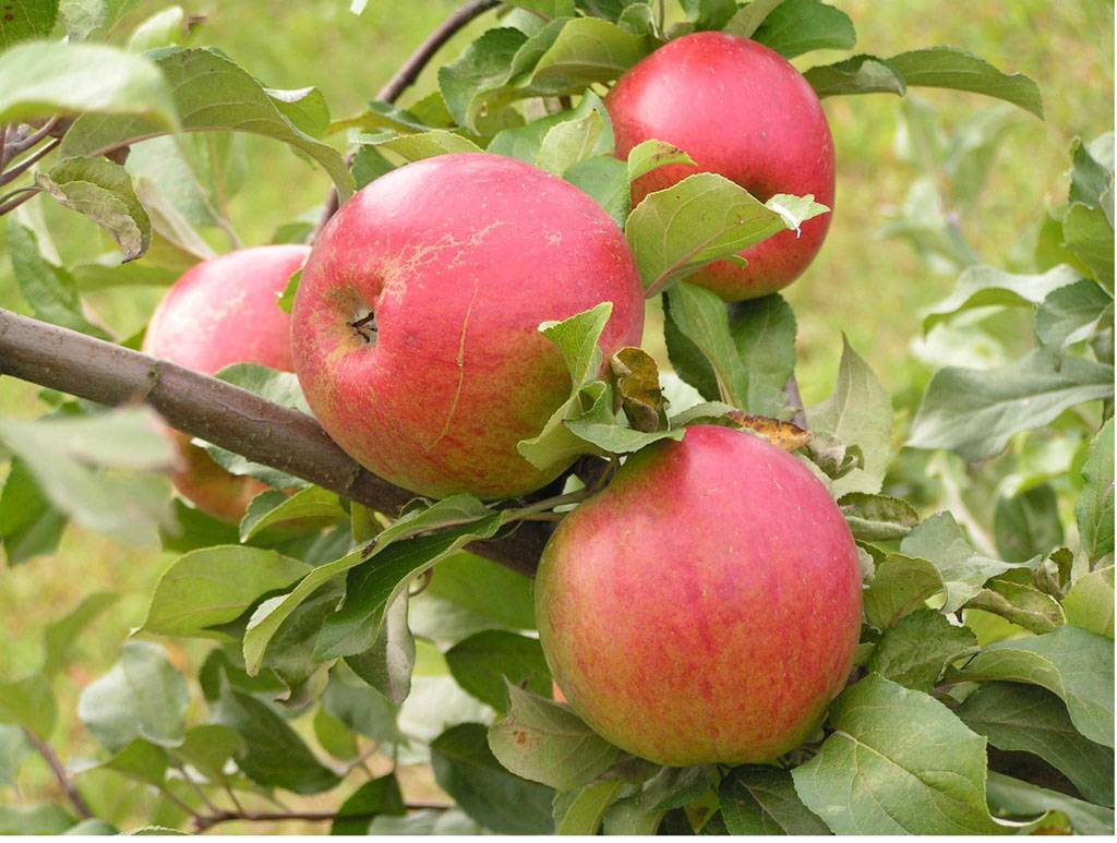 Описание сорта яблони мантет: фото яблок, важные характеристики, урожайность с дерева