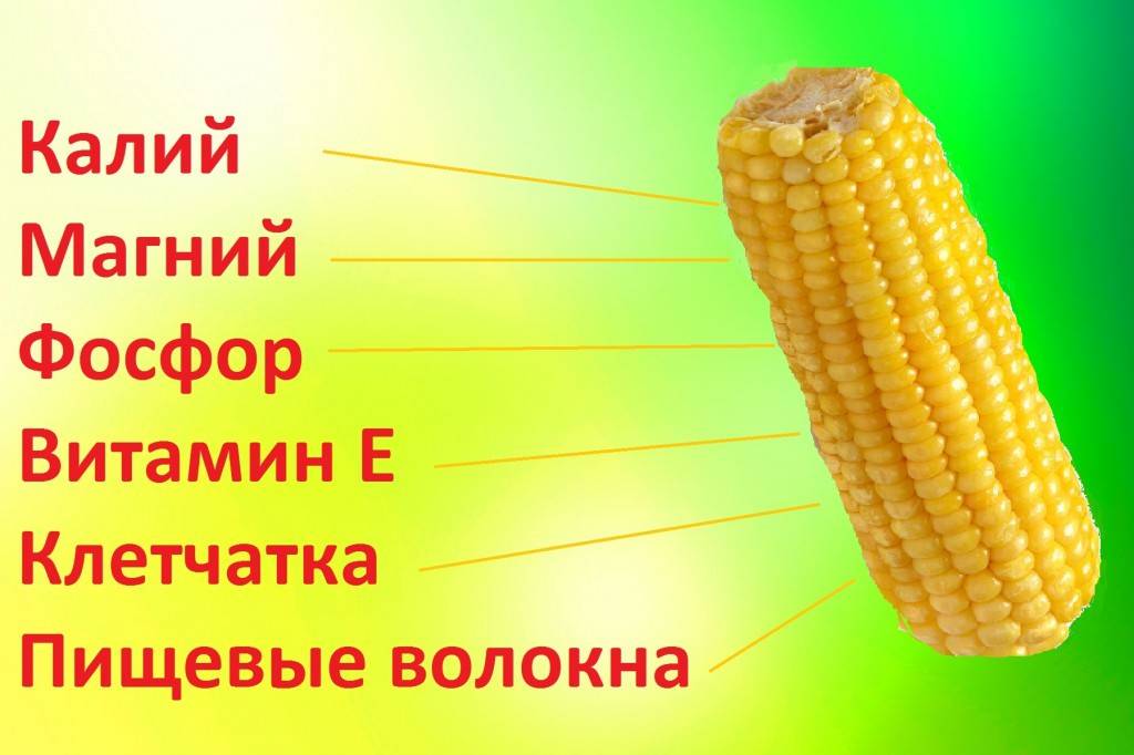 Вред и польза кукурузы
