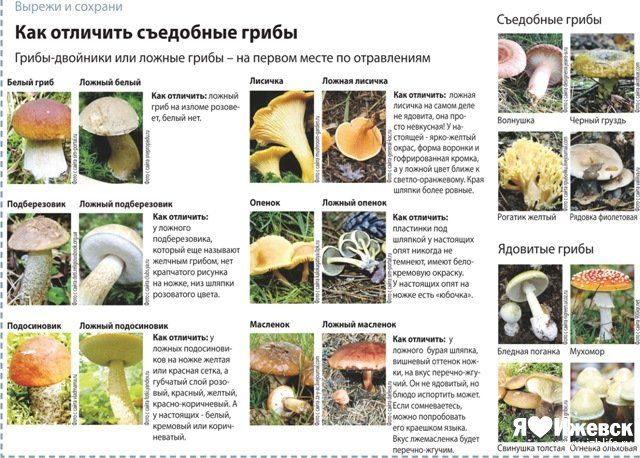 Гриб паутинник (cortinarius): где растет, виды, фото, калорийность