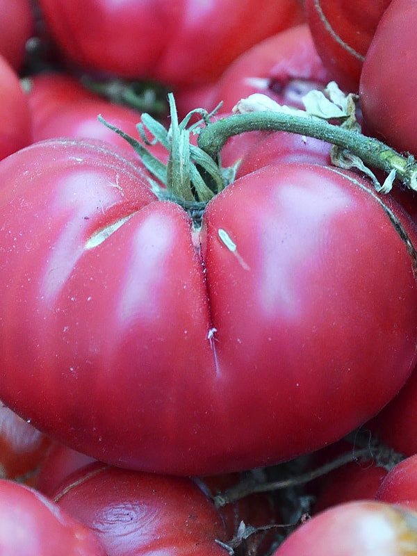 Сорт помидор хлебосольные отзывы и фото