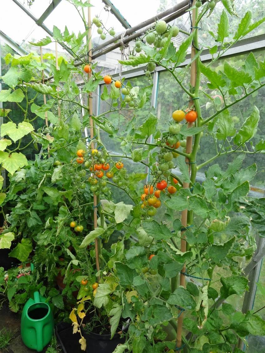 Как сделать лунки для помидор в огороде своими руками фото