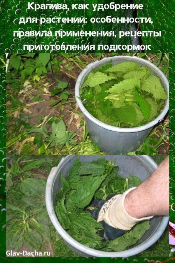 Можно ли подкармливать огурцы крапивой и правила приготовления удобрения